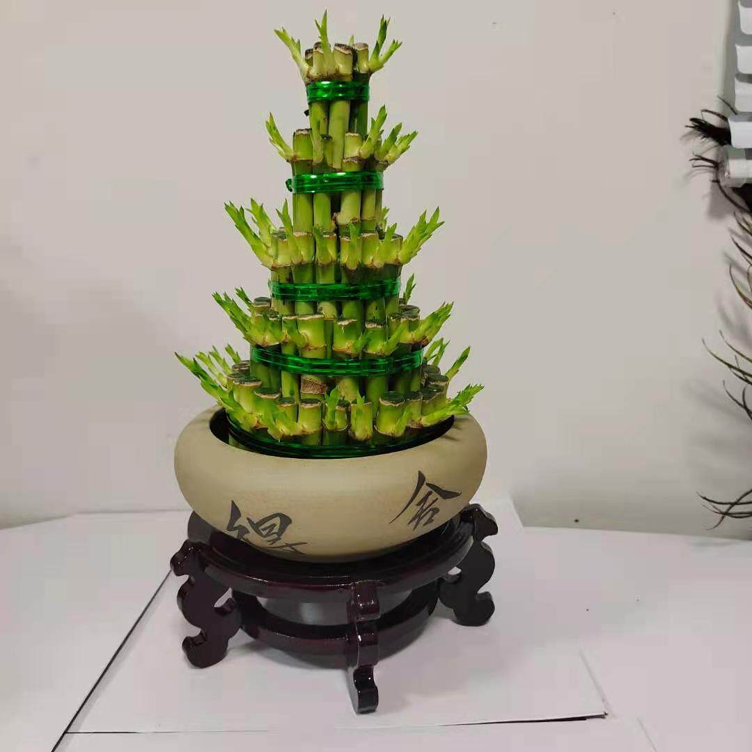 宝塔富贵竹,水养(第4页)_大山谷图库