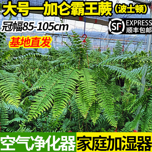 霸王蕨顺丰包邮基地直发