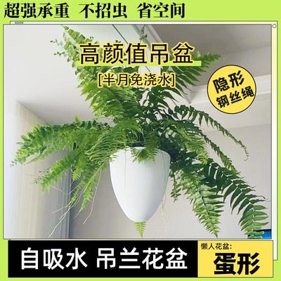大型蕨类植物室内绿植花草