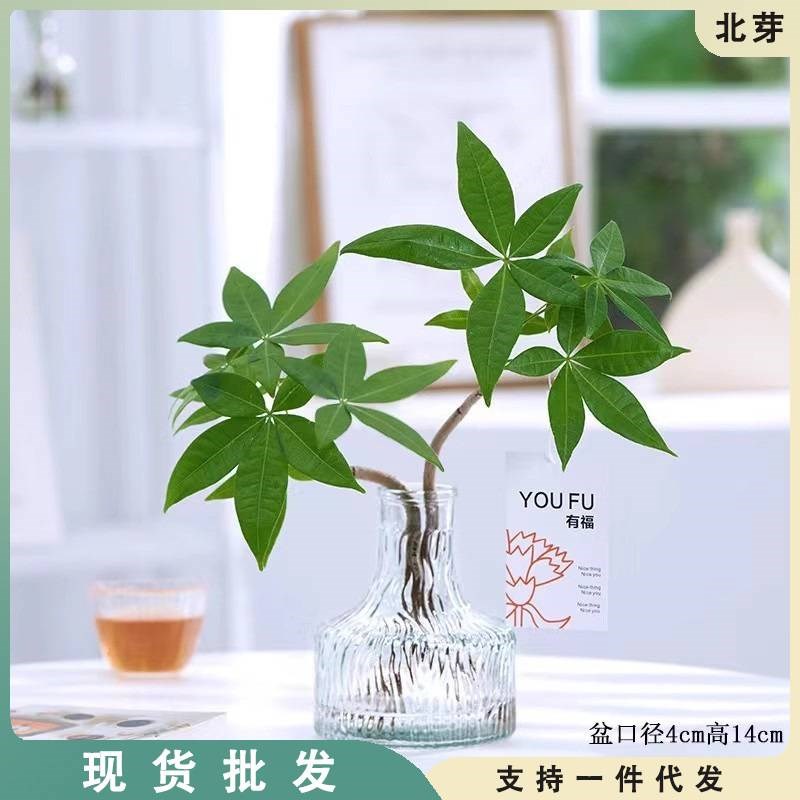 发财树盆栽绿植水培植物室内桌面办公室水养好养净化空Y气金钱树