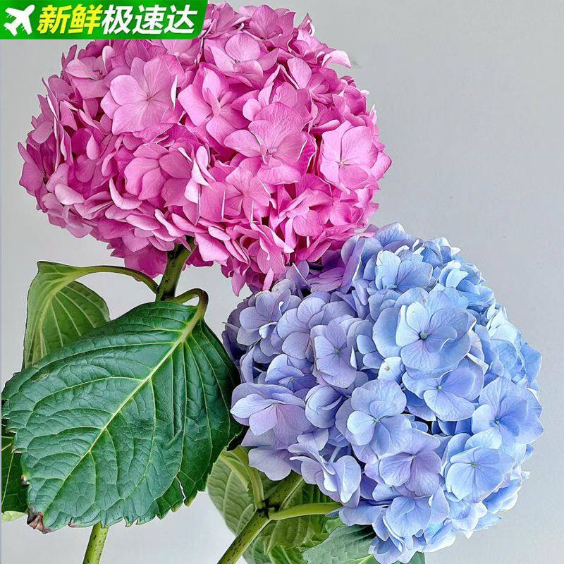 绣球花鲜花云南昆明基地直发家用