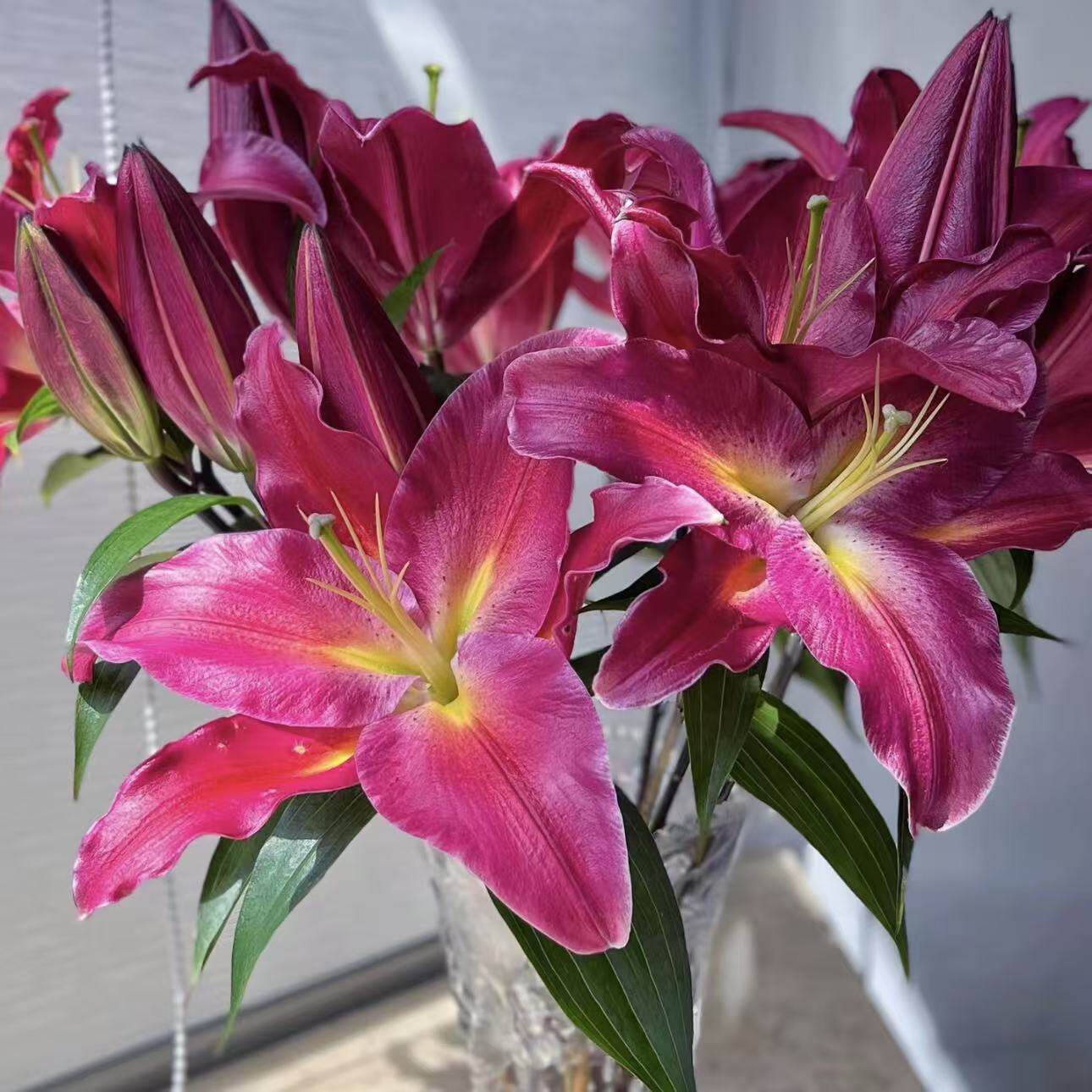 红色香水百合鲜花插花云南基地直发客厅摆设供佛水养真花氛围装饰