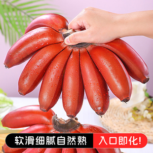 正宗广西红美人香蕉banana当季 新鲜水果整箱10斤自然熟红蕉香蕉