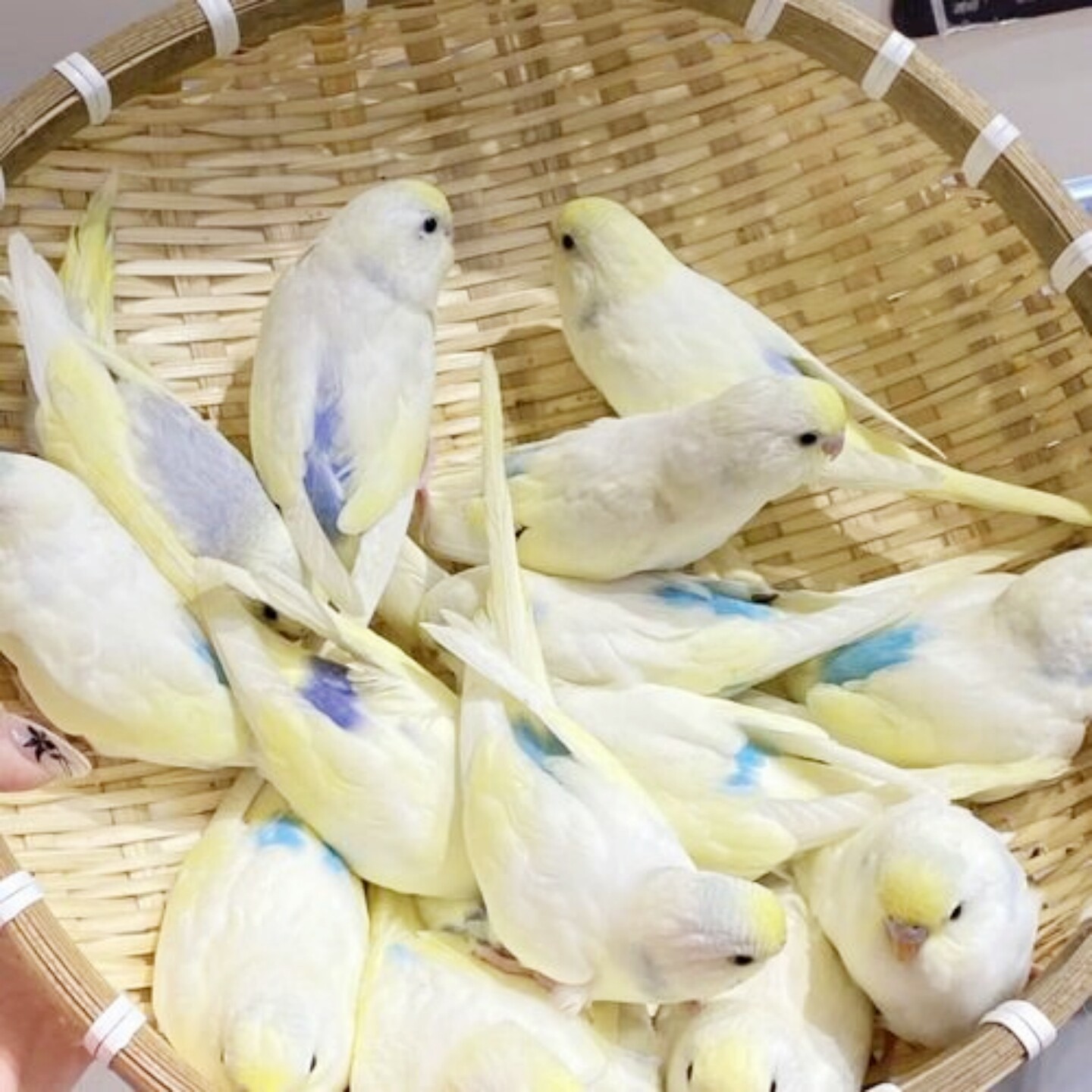 金彩虎皮鹦鹉活体鸟大头国血包活