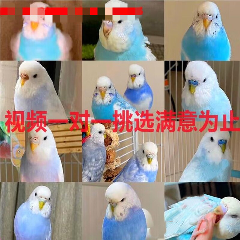 支持挑选金彩虎皮鹦鹉活体鸟大头