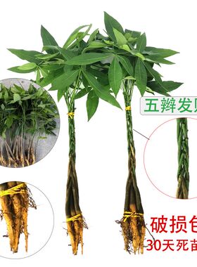 发财树苗盆栽室内绿植花卉植物办公室桌面盆景辫子树苗摇钱招财树