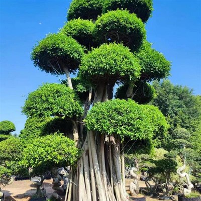 风景树小叶榕树四季绿生命力强长室外别墅绿化树苗木遮阳行道园林