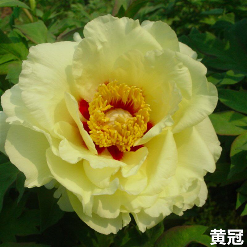 群和【黄冠】洛阳牡丹花苗大苗盆栽带盆(黄色)重瓣庭院花卉