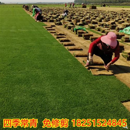 草皮真草坪带泥土别墅花园绿化四季青果岭草台湾草马尼拉草皮带土