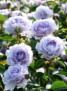 超新品霁色玫瑰月季花苗蓝紫色耐寒耐热浓香抗P病勤花庭院阳台植