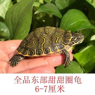 新乌龟蛋可孵化龟蛋佛洲墨西哥大河东部甜甜圈龟活观赏龟南西东品