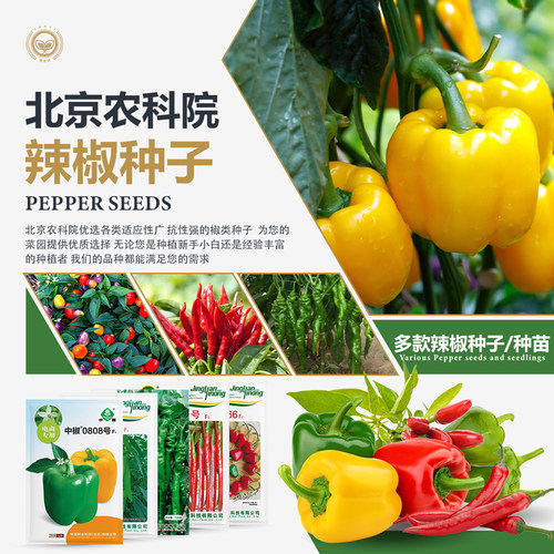 农科院辣椒种子种苗大全四季易种