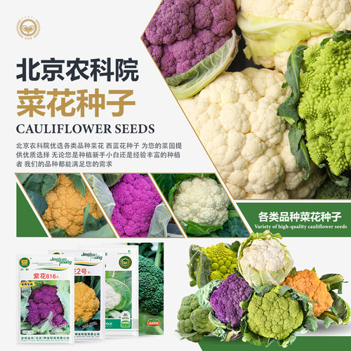 北京农科院白菜花花菜西蓝花种子