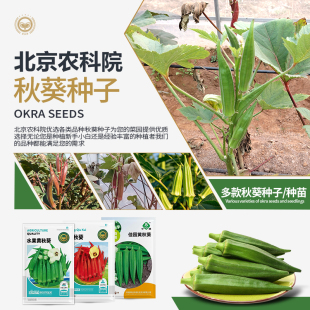 农科院秋葵种子紫红秋葵黄秋葵秧苗金花葵四季家庭盆栽蔬菜种籽孑