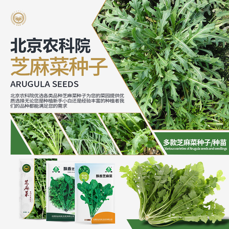 农科院芝麻菜种子飘香芝麻菜西餐沙拉蔬菜家庭种植