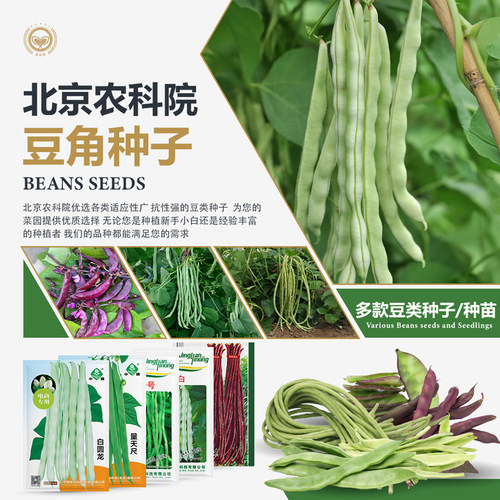 农科院豆角种子结荚密无筋纤维少