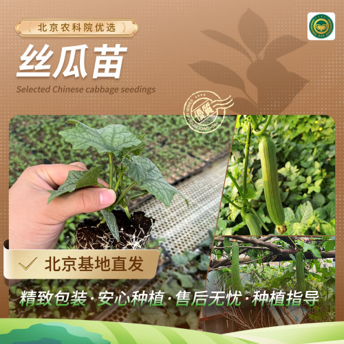 农科院丝瓜苗长短棱丝瓜庭院阳台菜园蔬菜种苗