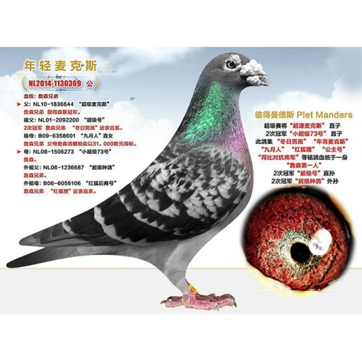 【当天发货】信鸽成绩鸽名家鸽公