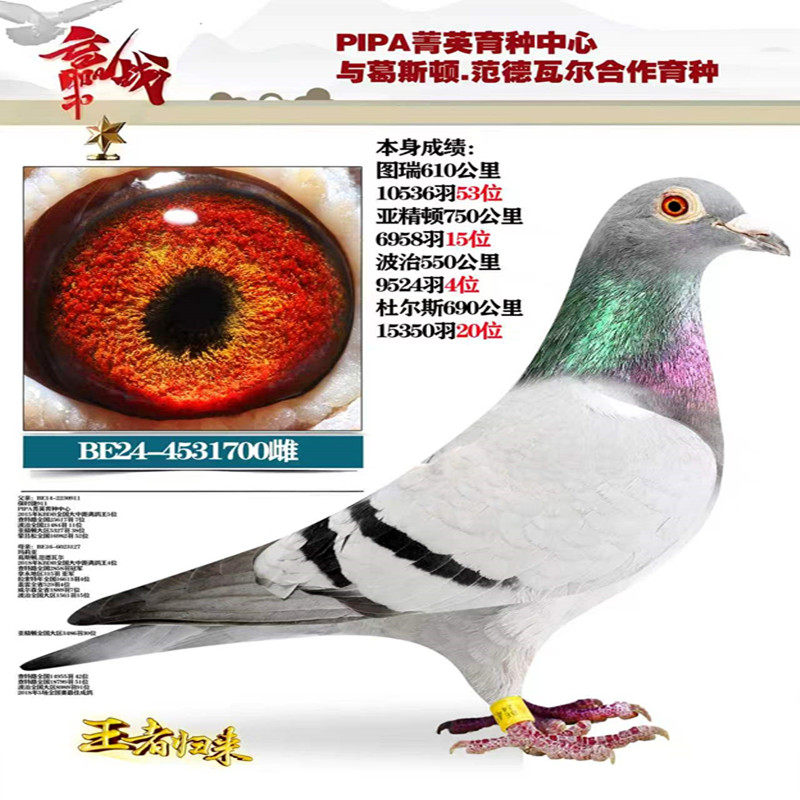 信鸽成绩鸽种鸽幼赛鸽李鸟杨阿腾吴淞原环种鸽纯血种鸽台湾信鸽3