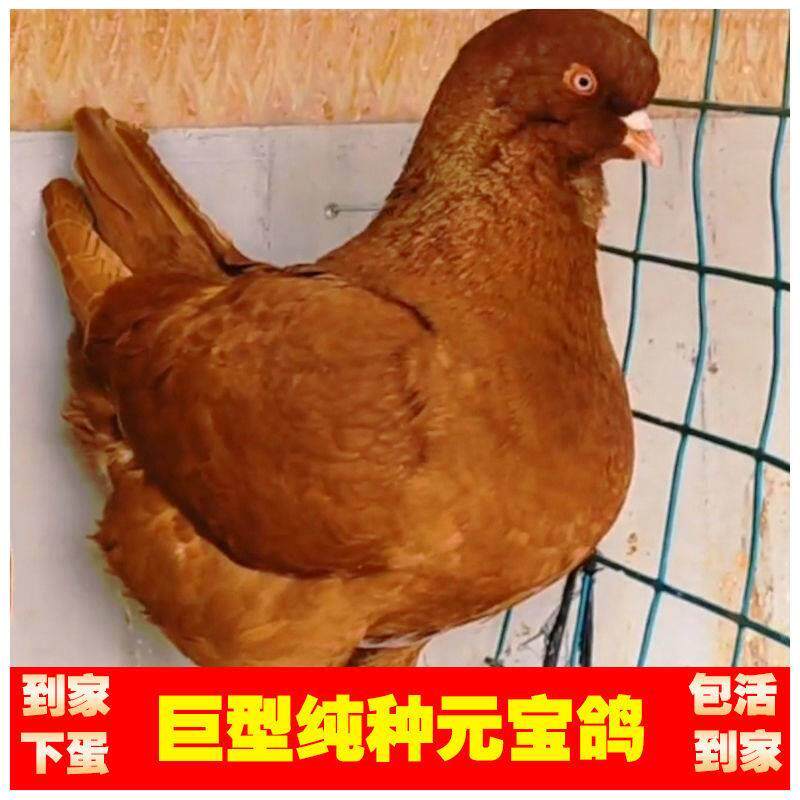 发货快一公一母正宗元宝鸽活体发