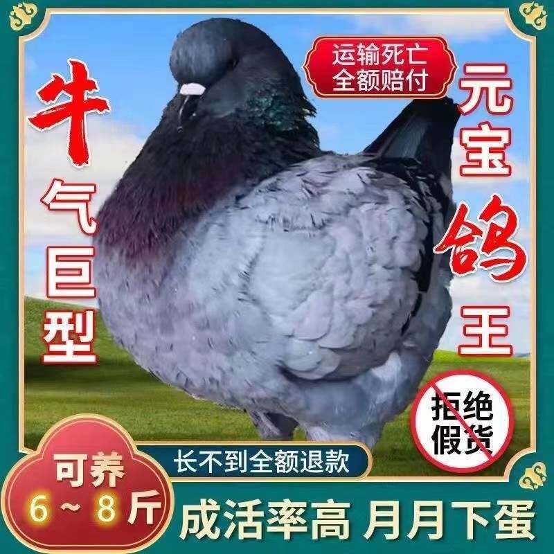 大活物种鸽活体巨型超大元宝鸽肉