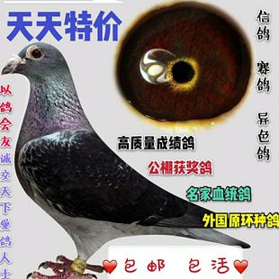 信鸽 鸽子公棚活体赛鸽成绩鸽天落鸟 宠物血统鸽外原环异色包邮3