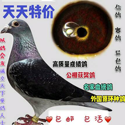 信鸽 鸽子公棚活体赛鸽成绩鸽天落鸟 宠物血统鸽外原环异色包邮3