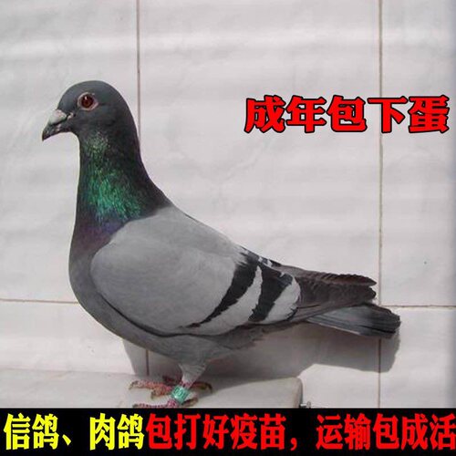 鸽子活体可繁殖观赏信鸽幼鸽瓦灰