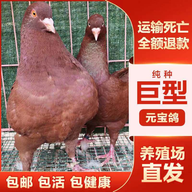 活体鸽子一对活体鸽原配种鸽肉鸽