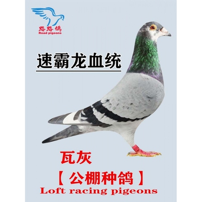 速霸龙血统信鸽种鸽公棚鸽詹森盖
