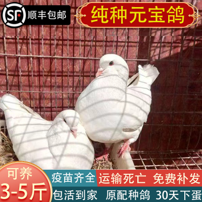 纯种正宗元宝鸽子活一对巨型特大