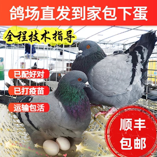 鸽子活物一对大体落地王鸽种鸽元宝鸽下蛋繁殖观赏鸽信鸽肉鸽幼鸽