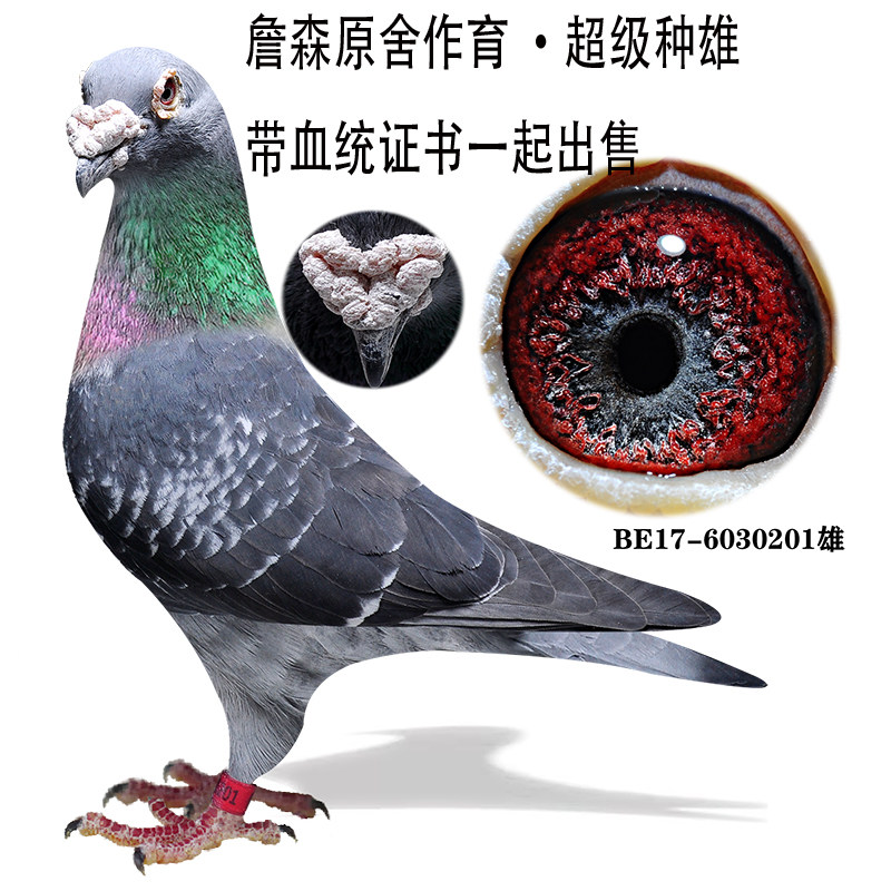 成绩鸽信鸽老种鸽比利时原环