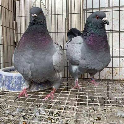 正宗大型肉鸽观赏活体大体元宝鸽