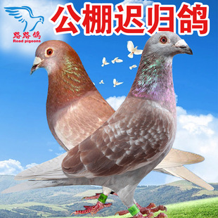 紅狐血統(tǒng)紅雨點(diǎn)鴿子活物一對(duì)賽鴿種鴿蓋比奶酪賽鴿信鴿天落遲歸鴿