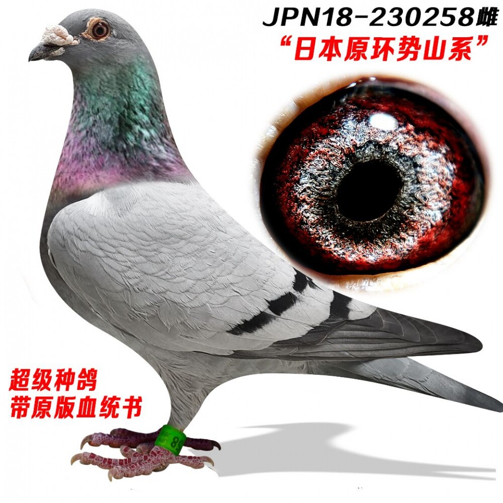 元宝鸽纯种信鸽成绩鸽种鸽赛鸽李