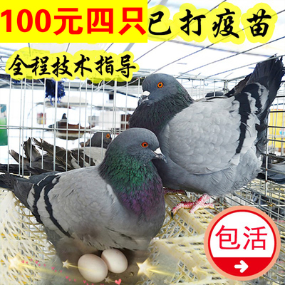 鸽子活一对种鸽子活体公母肉鸽信