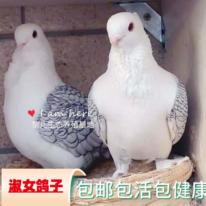 正品淑女鸽子活一对精品观赏鸽信