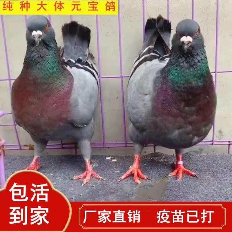 元宝鸽纯种一对特大型鸽子活体信