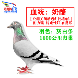 路路鴿奶酪血統千公里賽鴿信鴿一對公棚成績鴿賽鴿種鴿天落遲歸鴿