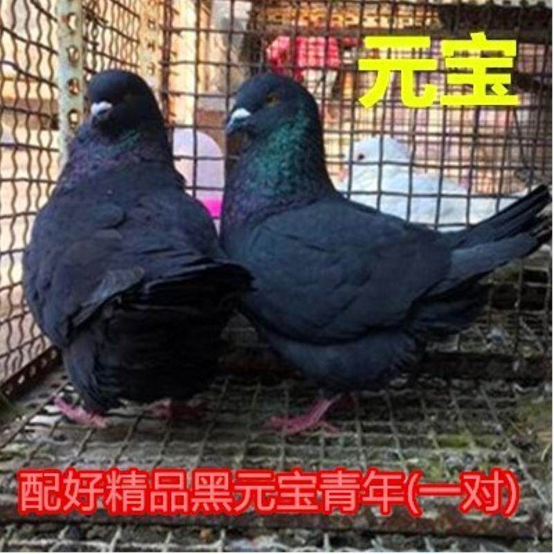 活体特大肉鸽活物鸽子观赏鸽种鸽