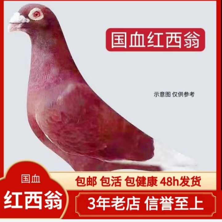 信鸽异色鸽子活体远程赛鸽国血西
