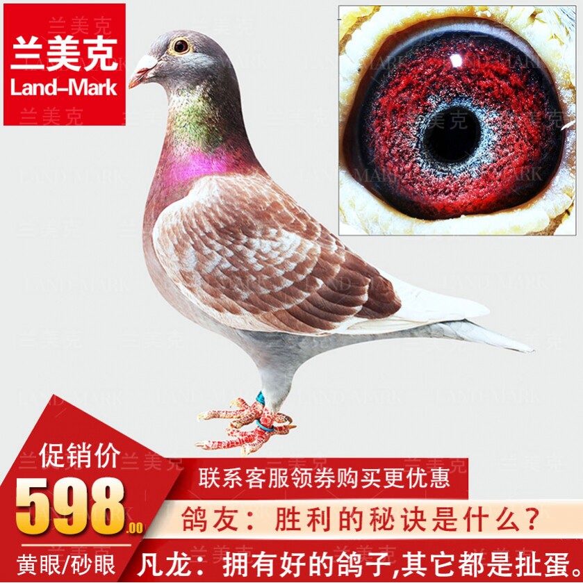 赛鸽公棚成绩鸽名家种鸽宠物活体