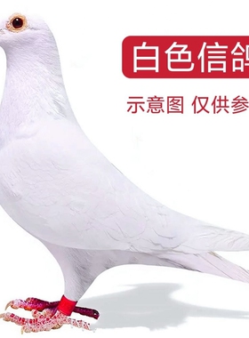 【白色信鸽】赛鸽吐尼尔血统鸽子活体公母一对成绩鸽后代包活到家