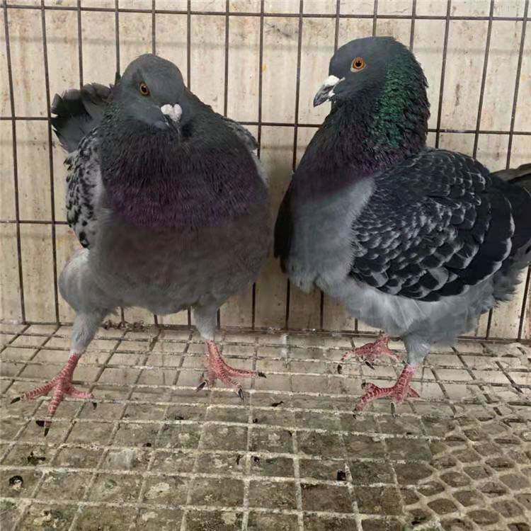 肉鸽大体元宝鸽子纯巨型公斤鸽鸽