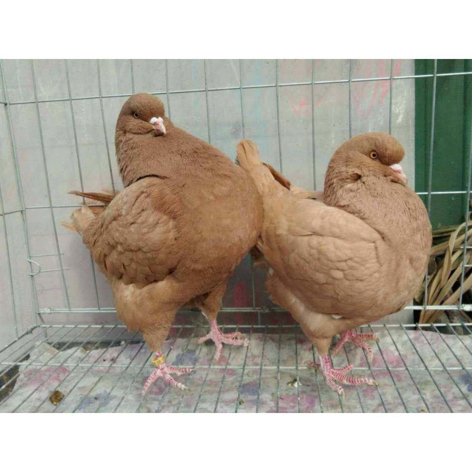 巨型超大元宝鸽肉鸽活体包邮大体