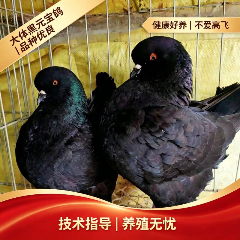 大型纯种元宝鸽大体鸽子活物一对种鸽活体巨型肉鸽包下蛋宠物包邮