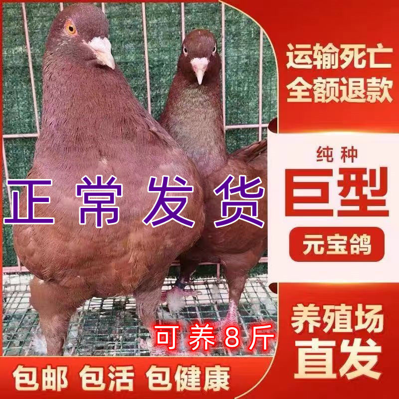 大体元宝鸽子纯巨型公斤鸽鸽子活