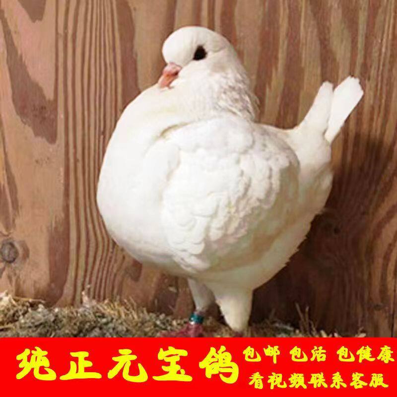 2.3斤发货巨型元宝鸽子活体一对