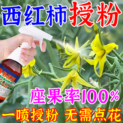 西红柿点花药喷花番茄授粉保花保果药防落果增产防裂专用叶面肥水